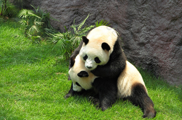 两个熊猫玩