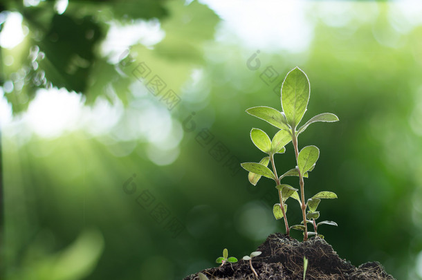 年轻的<strong>植物</strong>生长与日出在森林背景