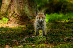 狐狸在树林里 (Vulpes vulpes 玩) 