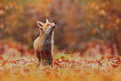美丽的红狐在秋天落叶的草丛中漫步的野生动物场景，自然栖息地环境 