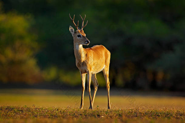 草原鹿, Ozotoceros bezoarticus, 坐在绿草, 潘塔纳尔, 巴西。大自然的野生动物场景。鹿, 自然栖息地。巴西野生动物。森林里的日落。晚回-轻的鹿. 