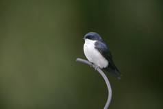 蓝色和白色的小燕子，notiochelidon cyanoleuca,