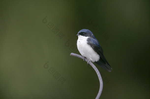 蓝色和白色的小<strong>燕子</strong>，notiochelidon cyanoleuca,