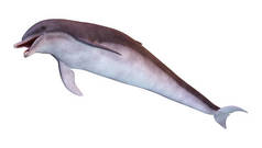 3d 渲染的孤立的白色背景上的一只海豚