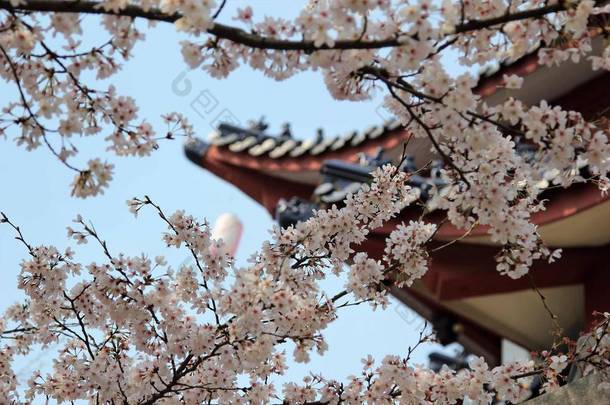 苹果花盛开在春天，特写