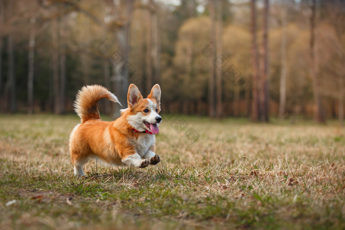 狗的品种威尔士柯基犬图片彭布罗克