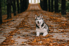 在秋季公园的树叶上的哈士奇狗