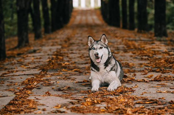 在秋季公园的树叶上的哈士奇狗