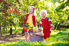 孩子们在一个樱桃园里玩