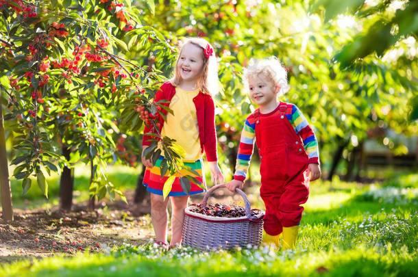 孩子们在一个樱桃园里玩