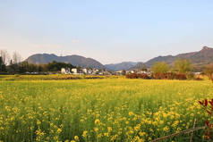 油菜花和安徽传统村落