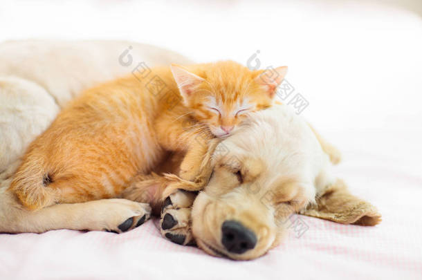 猫和狗睡觉。小狗和<strong>小猫</strong>睡觉.