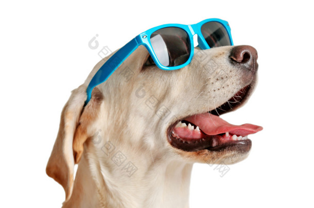 可爱的拉布拉多狗带着太阳眼镜