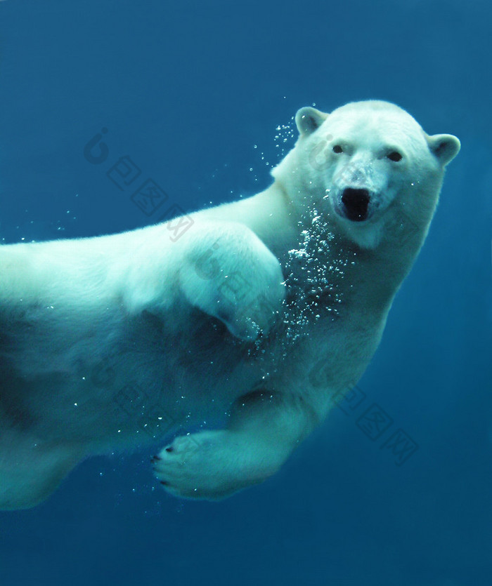 北极熊水下特写