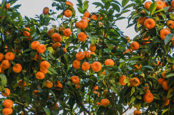 多汁的成熟<strong>水</strong>果橘子在树上
