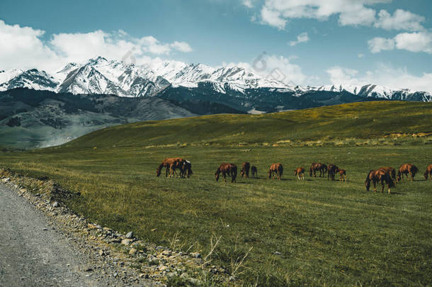 哈萨克斯坦中亚草原上的马街, 背景为天山山