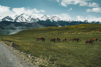 哈萨克斯坦中亚草原上的马街, 背景为天山山图片