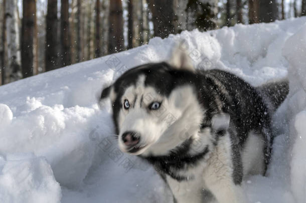 西伯利亚胡斯基狗在冬天森林背景摇曳雪