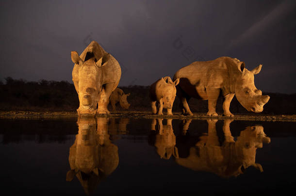 两个白犀牛家庭晚上在池塘里喝水
