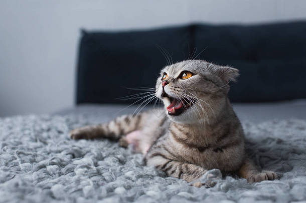 可爱的苏格兰折叠猫打哈欠和坐在卧室的选择焦点