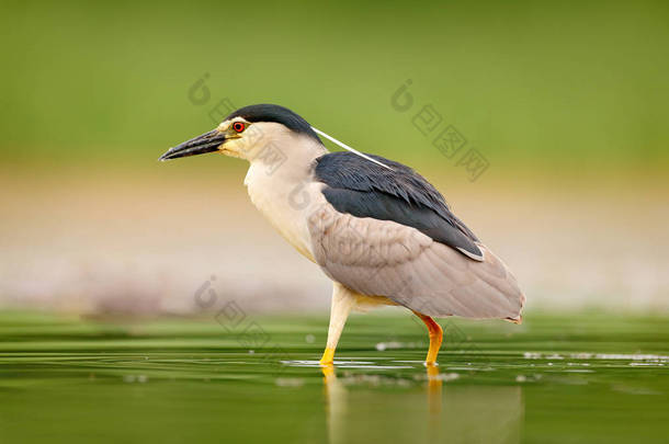 夜鹭, Nycticorax Nycticorax, 灰水鸟坐在<strong>水中</strong>, 匈牙利。大自然的野生<strong>动物</strong>场景。鸟在水里.