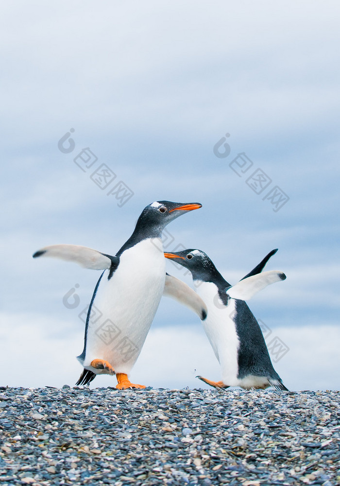 gentoo 企鹅