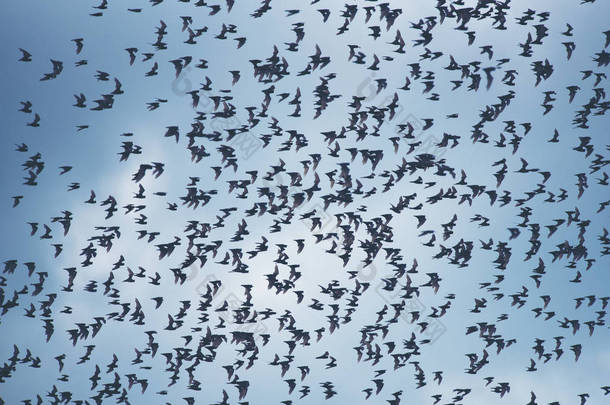 许多蝙蝠在天空飞翔