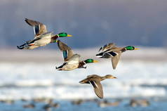 群野鸭冰冻的河上飞过。野生动物在冬季 