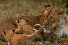 纳米比亚大草原上的豹子风景
