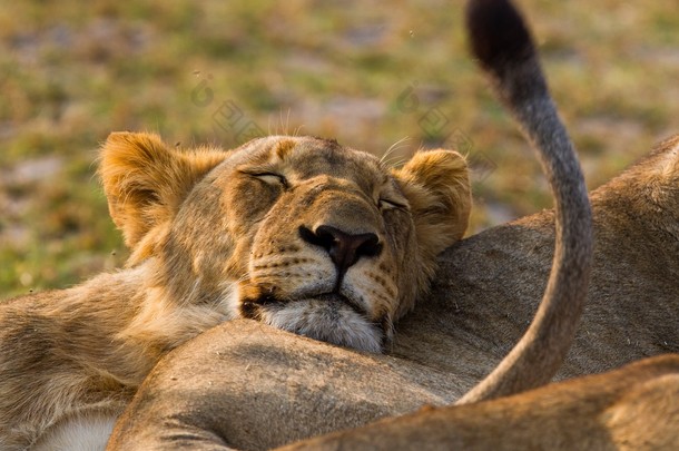 从不同的国家公园，坦桑尼亚的狮子