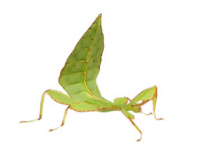 叶虫，phylliidae-phyllium sp