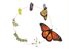 帝王蝶的生命周期