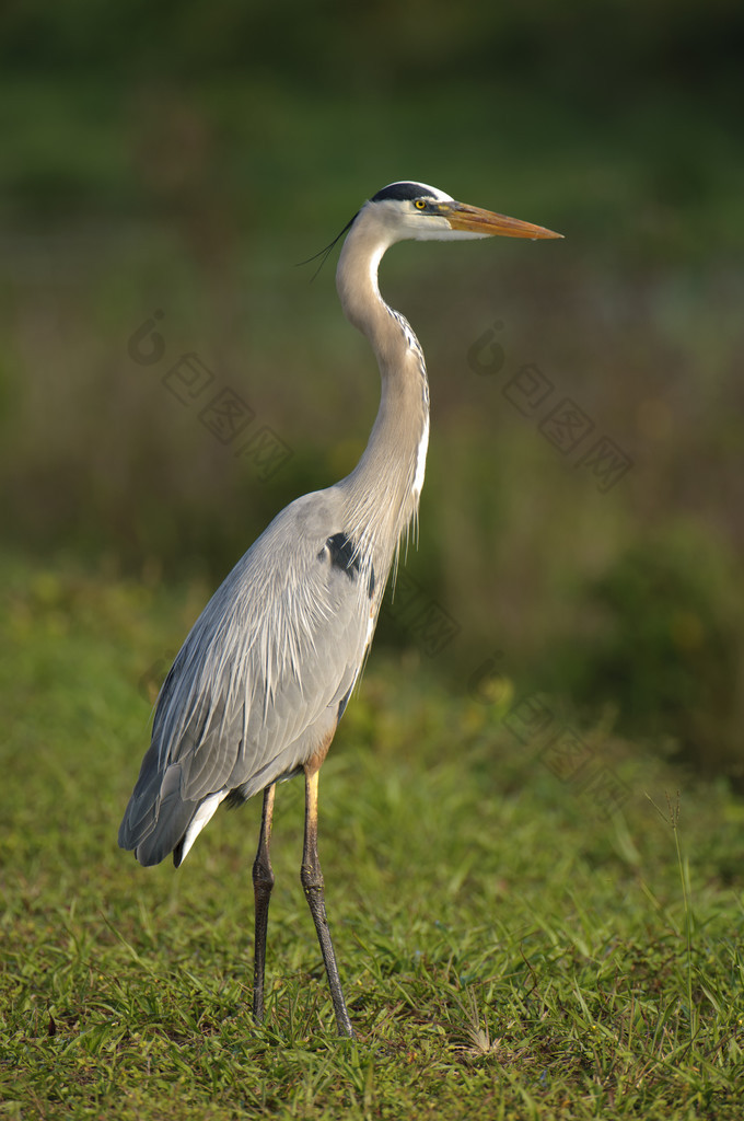 大蓝鹭（Ardea herodias）)