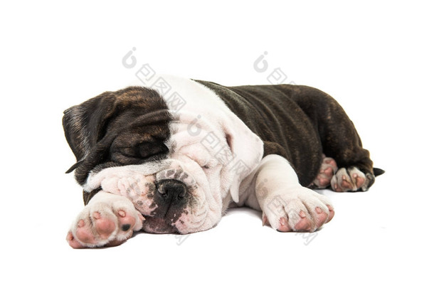 可爱的英国斗牛犬小狗睡在白色的背景隔离