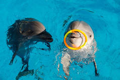 快乐的微笑的宽吻海豚在蓝色的水中玩五颜六色的戒指。海豚辅助治疗