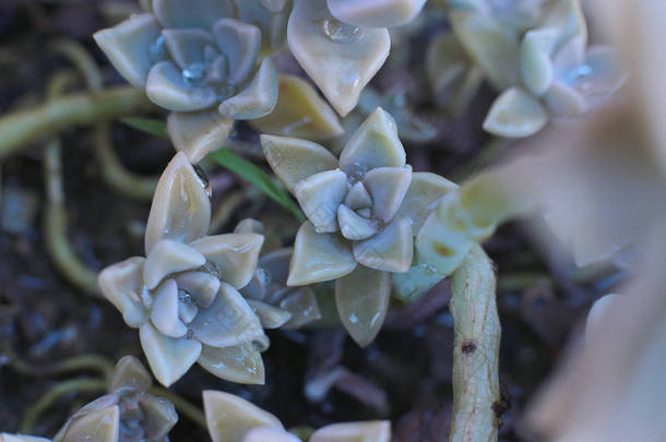 背景花 Echeveria 或石头玫瑰多汁， 宏观照片的不寻常的<strong>植物</strong>与<strong>露珠</strong>滴在叶子常绿，可以生长在家里的热亲<strong>植物</strong>