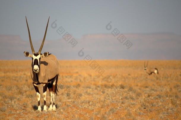 羚羊在纳米比亚