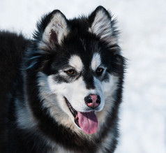 混合品种的小狗。阿拉斯加雪橇犬和西伯利亚雪橇犬.