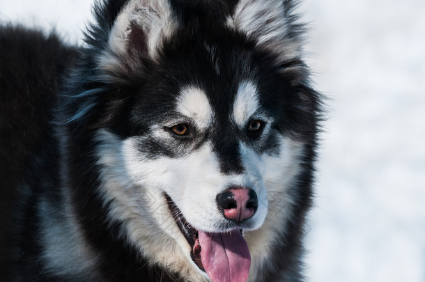 混合品种的小狗。阿拉斯加<strong>雪橇犬</strong>和<strong>西伯利亚雪橇犬</strong>.