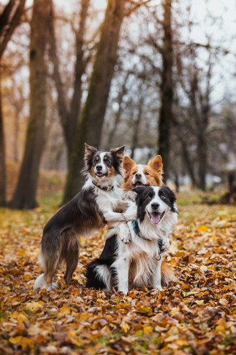 听话的狗品种边境牧羊犬。肖像，秋天，大自然，技巧，培训图片