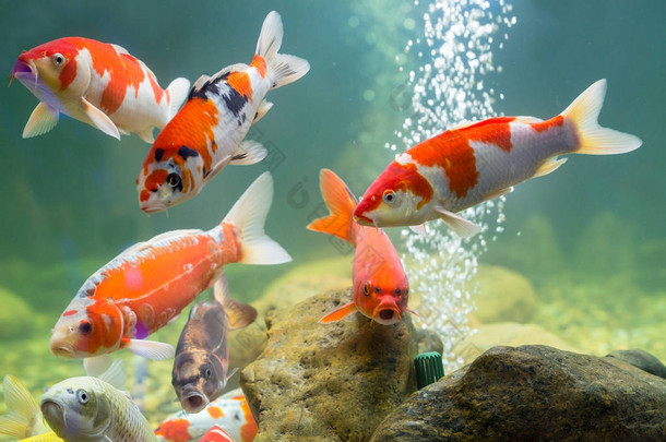 水族馆里的鲤鱼