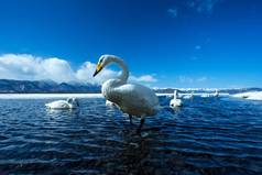 日本北海道亚坎国家公园冬日，天鹅绒或天鹅绒在Kussharo湖上游泳，背景雪山覆盖，亚洲鸟类探险，美丽典雅的皇家鸟类