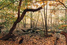 秋天森林树根附近的落叶 