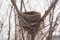 在冬季森林中被遗弃的巢