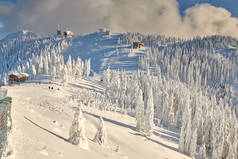 冬季被雪覆盖的松树林, 罗马尼亚特兰西瓦尼亚波亚纳布拉索夫的山区景观