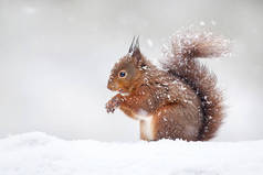 可爱的红松鼠在飘落的雪地里, 在英国的冬天.