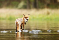 小鱼在河里的红狐-秃鹫