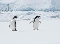 对的浮冰上的阿德利企鹅.