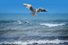 一对海鸥在沙滩上飞翔，以海洋为背景