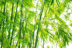 鲜蓬勃发展竹背景
